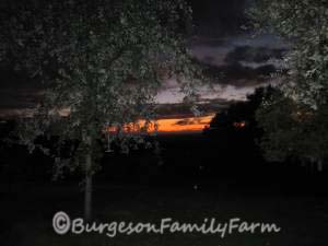 run-out-to-garden-7-1