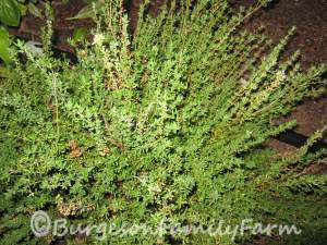 thyme-1
