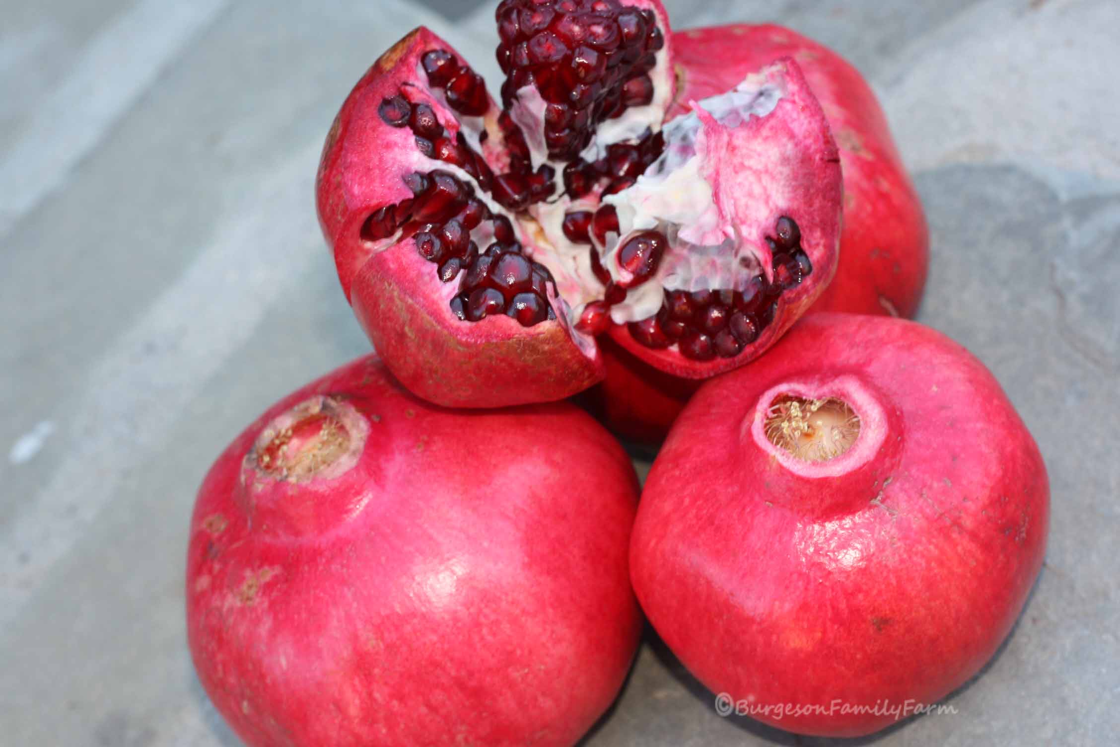 Parfianka pomegranate