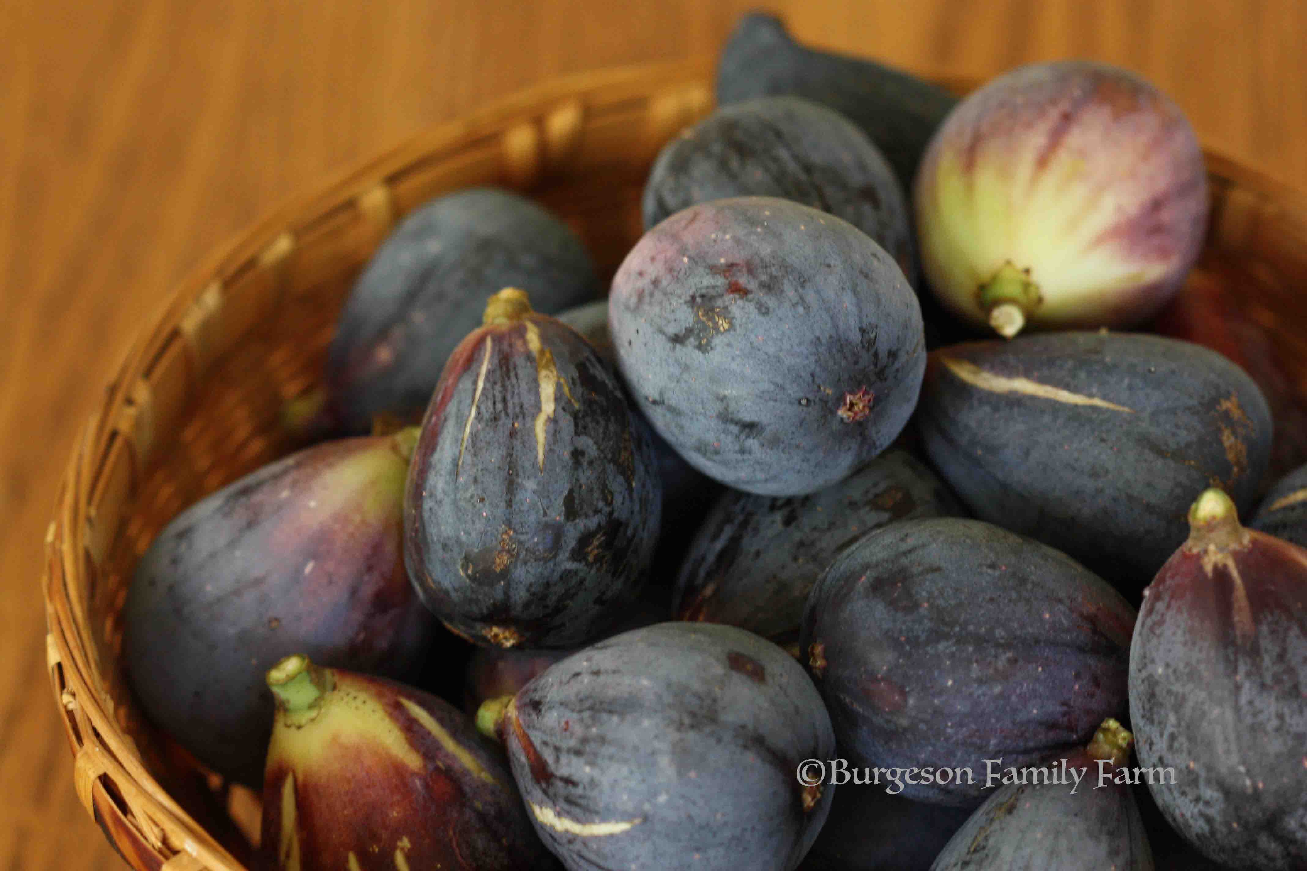 figs-in-basket-1